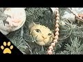 Cats In Christmas Trees: Compilation 