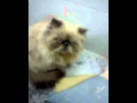 andreea banica feat dony samba remix