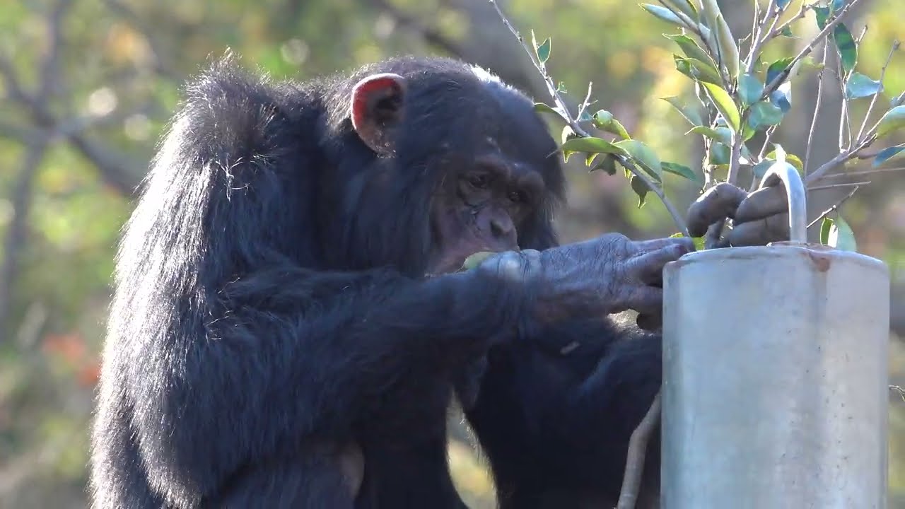 Tama zoo chimps 2023/12/26
