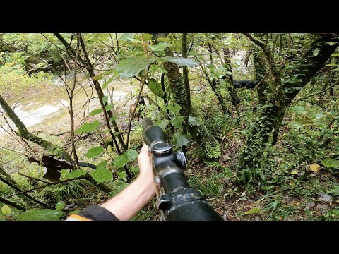 GOAT CULLING, BAILER DOG NZ