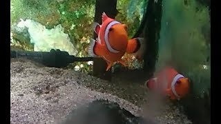 【観察】クマノミってかわいいよね・・・。part1 Yellow-tailed Anemone Fish