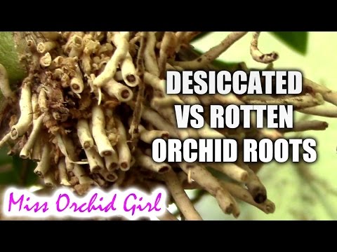 Orchids with desiccated roots vs. rotten roots - How to tell the difference Video