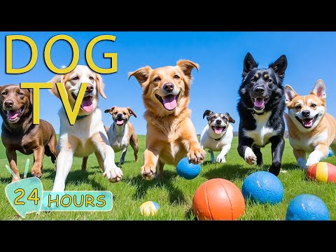 DOG TV for Dogs to Watch: All-Day Videos to Entertain Dogs When Home Alone - Relax Music for Dogs