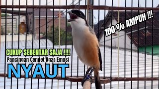 Download lagu burung cendet gacor FULL ISIAN BONGKAR JITU, PANCINGAN CENDET AGAR BUNYI jadikan BURUNG PENTET GACOR mp3