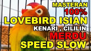 Download lagu MASTERAN LOVEBIRD ISIAN KENARI DAN CILILIN GACOR mp3