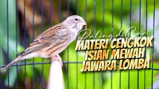 Download lagu MATERI MEWAH CENGKOK ISIAN JAWARA LOMBA ! MASTERAN KENARI ISIAN BLACKTHROAT GACOR DURASI PANJANG mp3