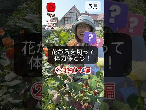 マグノリアの花は開花後にいつ切るのですか？本当に必要なのでしょうか？いつ植物を剪定するのですか？  庭園