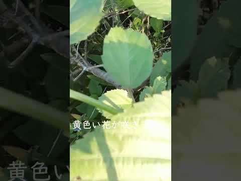 あなたの庭の外観を向上させることができる黄色の花の低木はどれですか? 14の刺激的な提案！  庭園