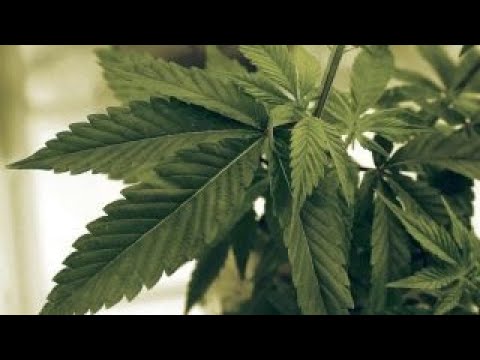 constellation-brands-working-on-cannabisinfused-drinks