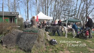 preview picture of video 'Große Windhundschau am Hassia Clubhaus in Volkmarsen am 11.4.2015 in 4K von tubehorst1'