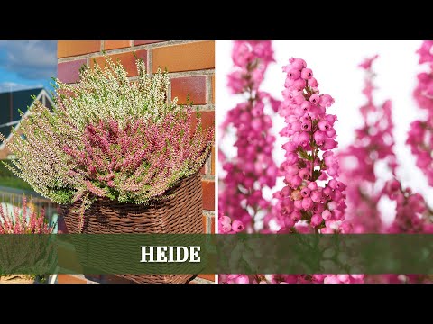 Heide - Sorten, Ansprüche und Tipps zur Bepflanzung