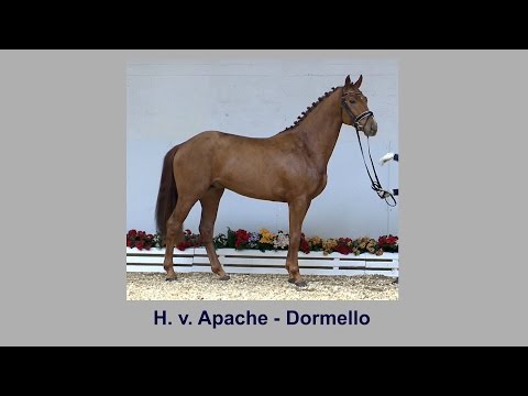 H v Apache x Dormello