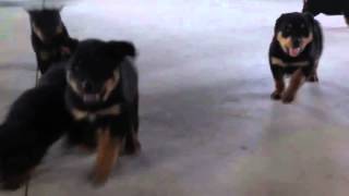 Rottweiler Puppies For Adoption +1 (267) 289-2581
