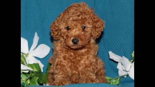 Video preview image #1 Goldendoodle (Miniature) Puppy For Sale in OXFORD, PA, USA