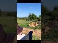 Lion First Time Meeting Short Shorts Shortvideo Ytshorts