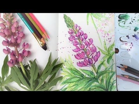 Lupine Flower Sketchbook Sunday