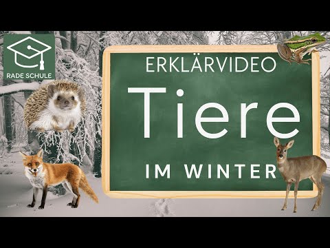 Tiere im Winter erklärt – Winterschlaf, Winterruhe & Helfen zu Hause