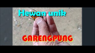 Download lagu Tonggeret - Garengpung || Hewan Kecil Suara Unik mp3 Download lagu Tonggeret - Garengpung || Hewan Kecil Suara Unik mp3