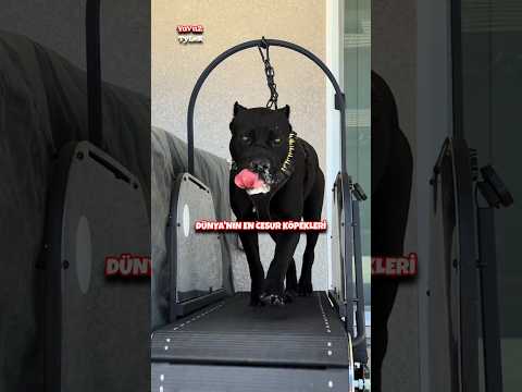 Korkusuz ve cesur köpekler