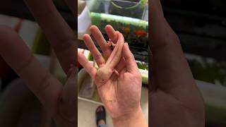 Download lagu Rescuing a Weak Axolotl & Protecting a Baby Turtle! 🐢✨ Heartwarming Animal Story 💖!#trending #shorts mp3 Download lagu Rescuing a Weak Axolotl & Protecting a Baby Turtle! 🐢✨ Heartwarming Animal Story 💖!#trending #shorts mp3