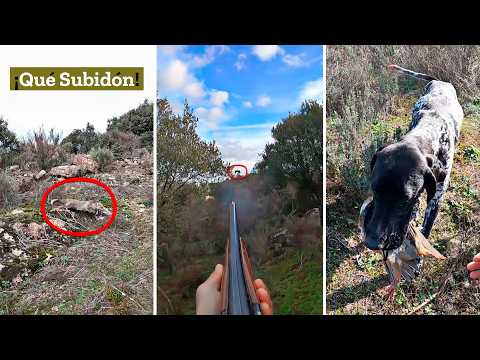 Wild Partridges on the Jump 💥Pure Small Game with Dogs!💥