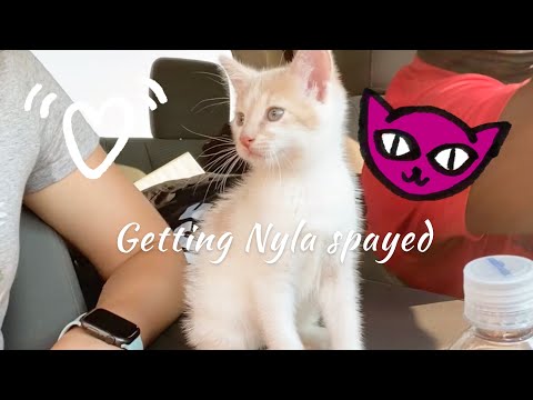 GETTING OUR CAT SPAYED // complications & side effects