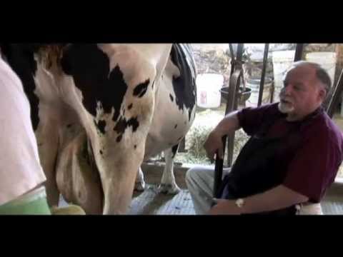 Jack Golfinos Movies   The Cow