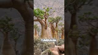 Download lagu Does this place feel like another planet? Here are the facts! mp3