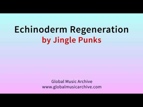 Echinoderm regeneration by Jingle Punks 1 HOUR