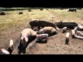 What Is Animal Welfare