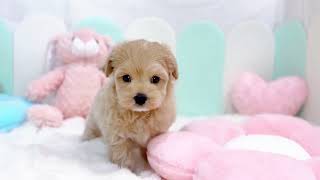 ハーフ犬の動画01