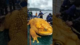Download lagu Fishermen catch giant frogs 😲 #shorts #frog #giant #trending #short #animals mp3 Download lagu Fishermen catch giant frogs 😲 #shorts #frog #giant #trending #short #animals mp3