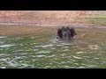 Elephant Trumpeting