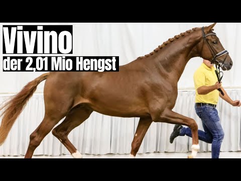 Der 2,01 Mio. Hengst 😱 | Erinnert ihr euch noch an Vivino? | Jetzt unterm Reiter!