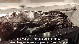 how to get rid of dandruff in dog.