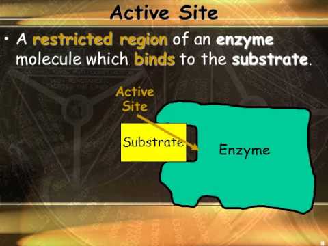 enzyme 1 audio 2014