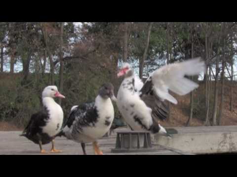 download lagu mp3 mp4 Sylvaner Bottle, download lagu Sylvaner Bottle gratis, unduh video klip Sylvaner Bottle