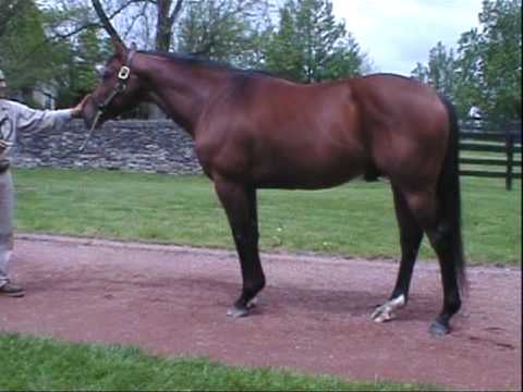 Afleet Alex @ Gainesway Farm 2009