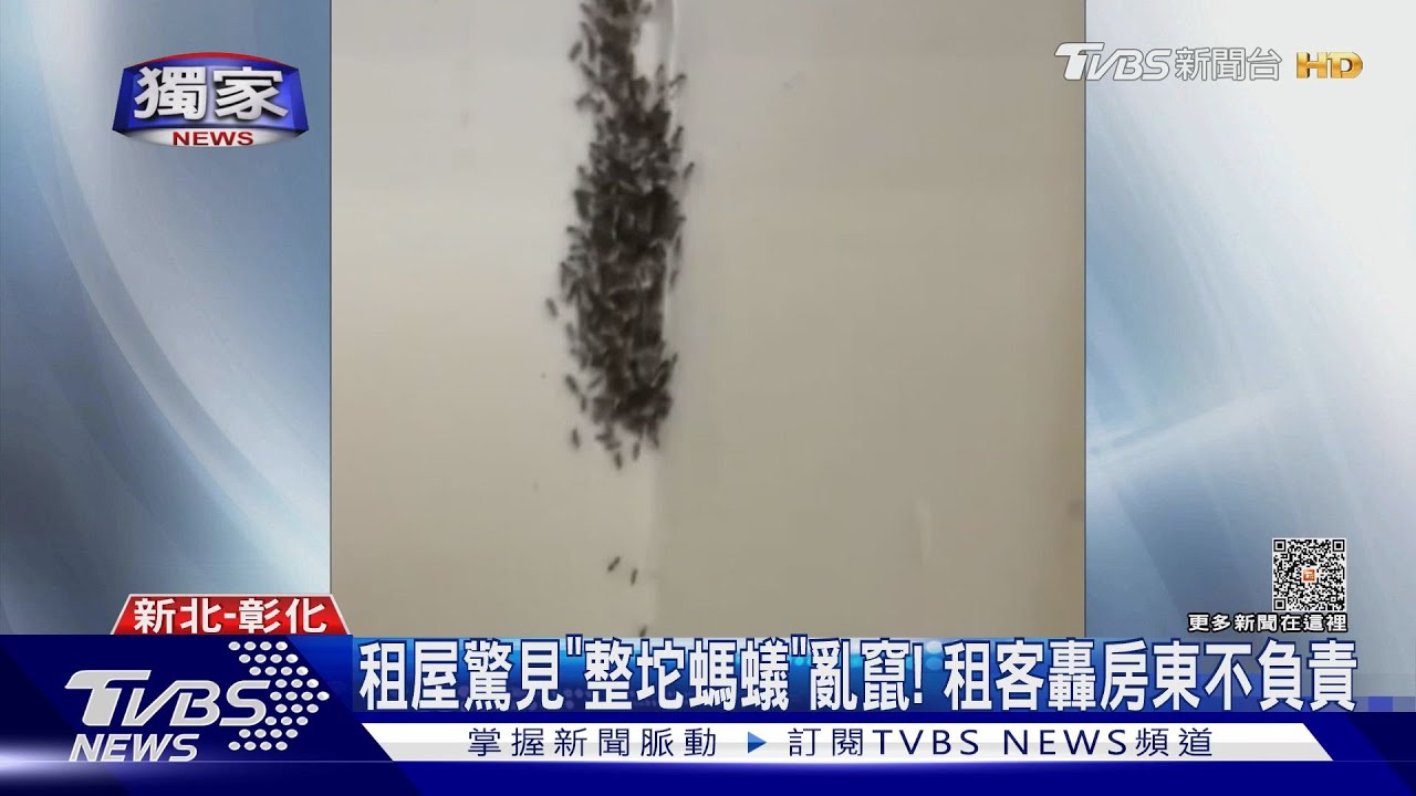 租屋驚見「整坨螞蟻」亂竄!租客轟房東不負責