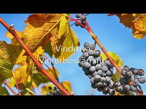 Vindruva - vinterbeskärning