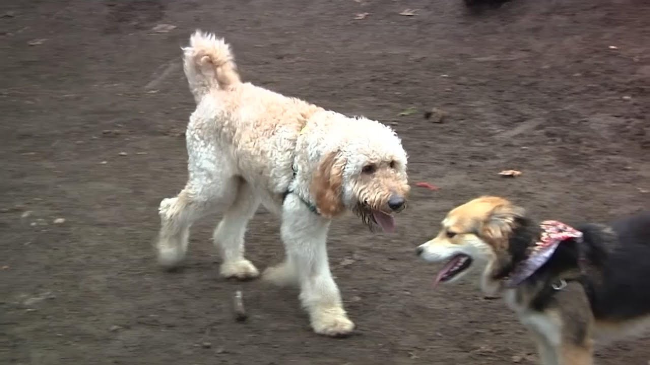 Scientists seek pet dogs for research on aging