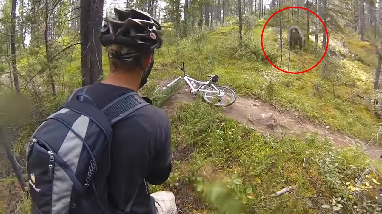 4 Bear Encounters That Will Give You Anxiety