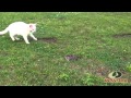 Snake Vs Cat BRUCE LEE LIKE REFLEXES