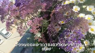 עדעד קנרי - למה כדאי לנו לשתול בגינה?