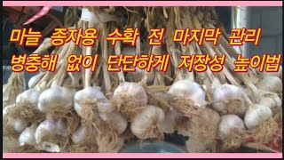 마늘 종자용 키우기- 단단하고 병충해 없는 수확 전 필수 관리법(농사의신)