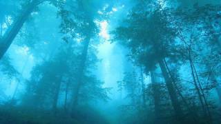 Blue Forest (Original Mix) [Dave Pearce BBC Radio 6 Rip]
