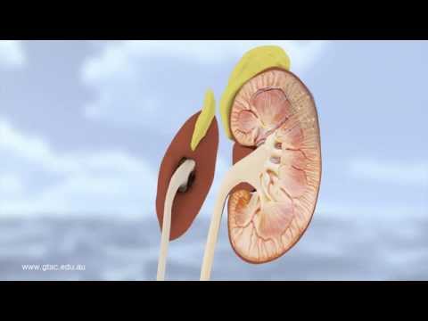 GTAC - Chemical Signalling: Antidiuretic hormone (ADH)