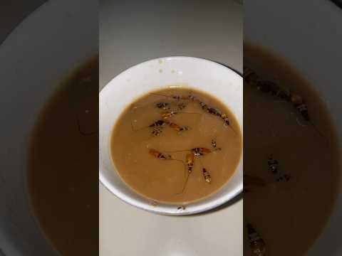 Cockroach’s trap #trap #cockroach #travel 🪤