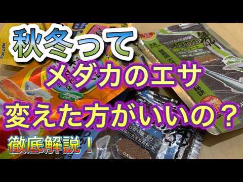 冬に鳥に餌を与えるにはどうすればよいですか？羽毛をより良くケアするために避けるべき間違い  庭園