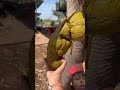 Elephant Pooping Funny Challenge Comedy Cute Memes